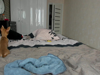 brandiloveee Beautiful Shmara plays with sex toy