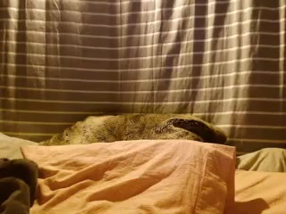 adrey Crazy Quit sucking penis