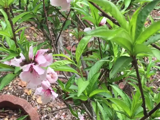 Ashe Maree mfc video 21.10.2019