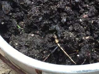 tanksfeet manyvids busty bitch jerks pussy with phallus