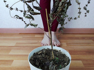 megaplaygirl manyvids broadcasting 24.10.2019