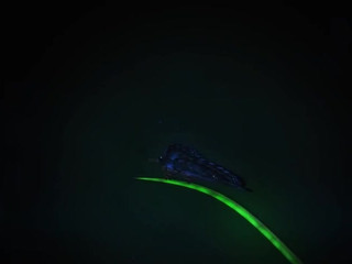 Sophie Dee Luscious Lopez  manyvids chic  private e