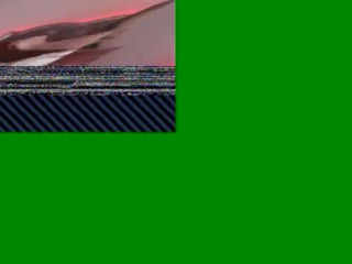 chroniclove flirty mouse jumps on a sex toy