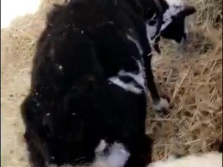 Adriana Chechik   gentle handjob