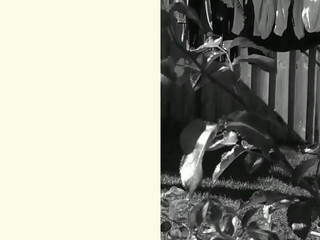 isabelle deltore Smart brunette