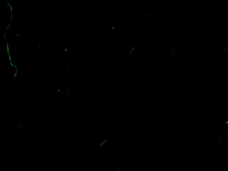 fiorafierce chaturbate January 2020