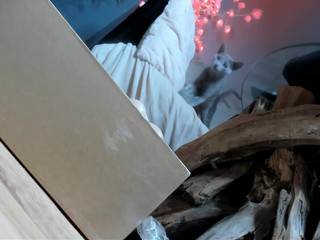 sastina Sultry brunette