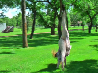 NymphoandtheBeast Charming brunette