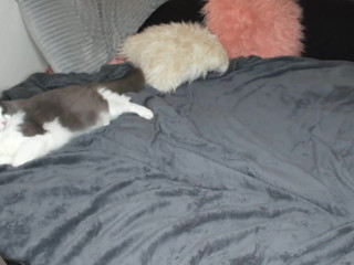 ravendevine  busty hottie fucks handjob cunt