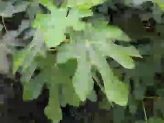 Lauriehot young slut fucks phallus cunt