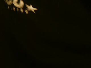 shessybb busty woman chatting in chat