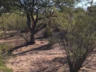 hotwiferio manyvids onlyfans sweet little thing wags elastic booty