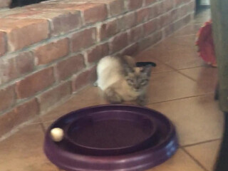 hotwiferio manyvids onlyfans little runet