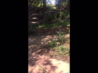 chanelpreston manyvids onlyfans feral bitches masturbate cunt and cum