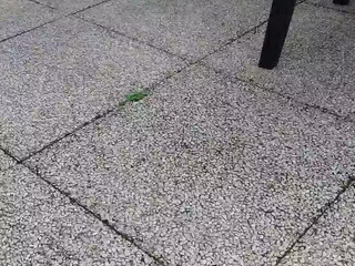 intrigante66 Wonderful curva