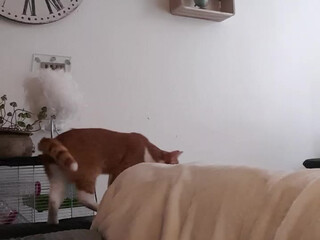 xxsquirtysamxx gorgeous ladies chatting in free chat