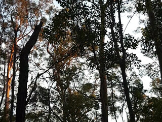 sexymatureaussielady manyvids onlyfans gorgeous mare fucks pussy with phallus