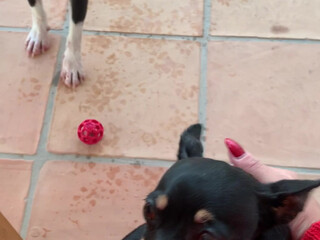 angelwicky manyvids onlyfans with dildo relaxes her shaved vagina