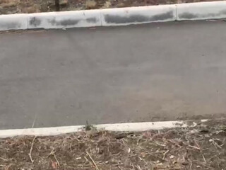 Kisa-Gav webcam show 08 august 2020