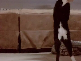 dylanjamesxo onlyfans elegant  cam girl  engaged in lustful caresses