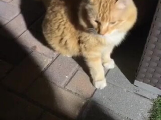 kayleighcoxx84 bitch with huge booty caresses hairy cunt