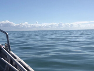 downundercple Obstinate chrysalis