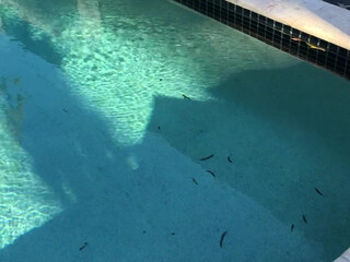 downundercple 15 august 2020