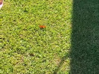 downundercple Spicy nipple