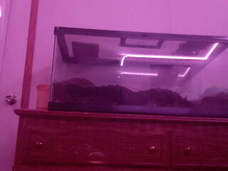 brattylizxxx erotomaniac