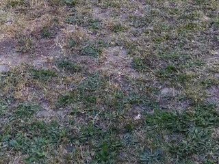 mistressvixenn Tanned blonde