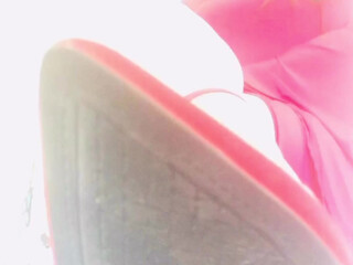 ashleyfancyfetish_ crazy latina knees shaved holes