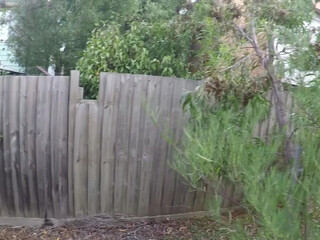 Lacey Diamond naughty fat lady is fondling saggy boobs