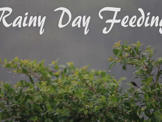 CricketRose cute chick jerks both holes