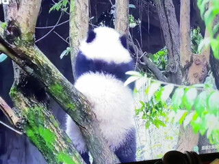 TheCaliReign Lustful brunette pampers anal with sex toys