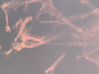 Eva Elfie Onlyfans Charming ladies