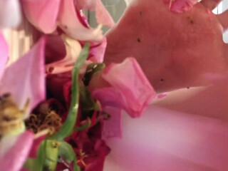 eri_kitami Big nipple krala