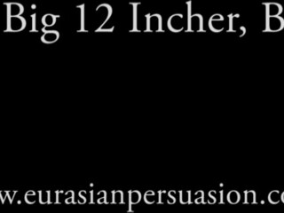 vancouverdomina Heifers with