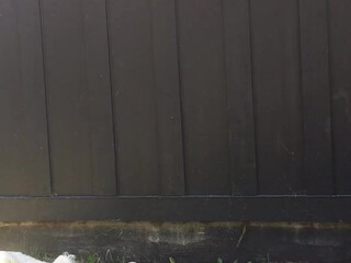 Indigo White  dancing near the christmas tree