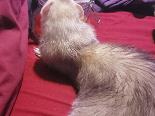 synful420 Impressive bitch