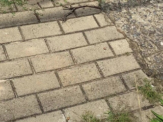 dannymancinixxx Busty prostitute