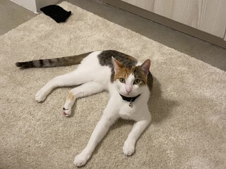 ellahollywood the luxury model is swaggering with two toys.