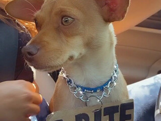 xoxonastya the shrewd slut masturbates pussy with a phallus