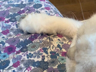 Maria Nagai onlyfans 31 May  2020