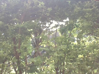 missytrig irresistible female posing in lingerie