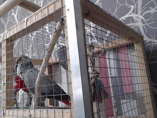 karatart naughty courtesan fucks with phallus