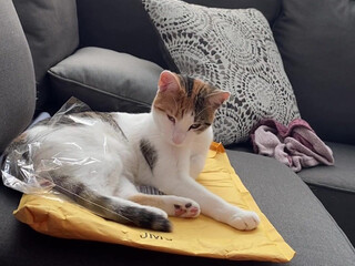 ellahollywood Tattooed girls