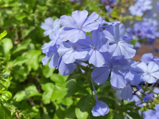 sofie_sofie busty brunette