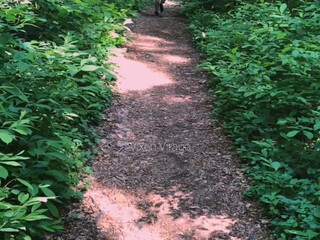 vixenvirago onlyfans young lustful bitch