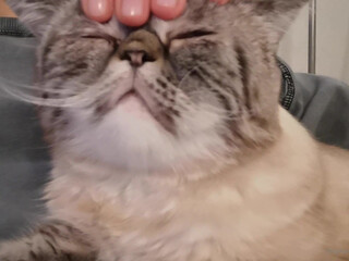 Yummy Yum Yum Busty babe emotionally masturbates