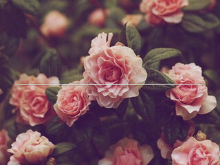 lillieinlove onlyfans Luxurious slut recklessly pulls pussy